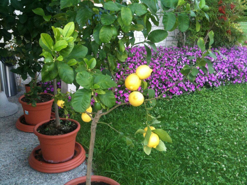 Bed and Breakfast Torre Degli Ulivi Tignale Zewnętrze zdjęcie
